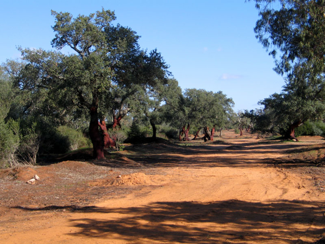 Saint Peter's Forest — Bosco di Santo Pietro