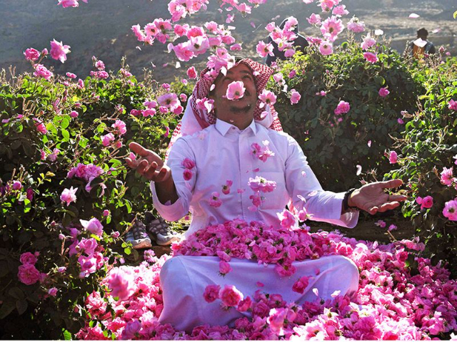 Die Rosenfelder von Taif — Taif