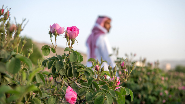 Die Rosenfelder von Taif - Taif | Secret World Trip Planner