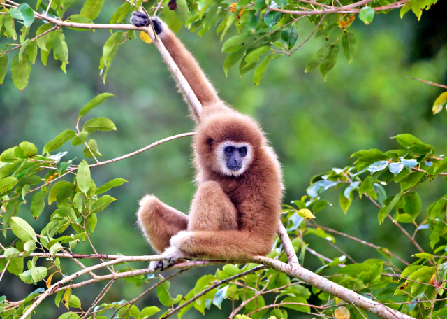Nationalpark Khao Yai - Provincia di Nakhon Ratchasima | Secret World Trip Planner
