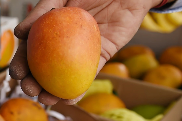 Alphonso-Mangos - Devgad | Secret World Trip Planner