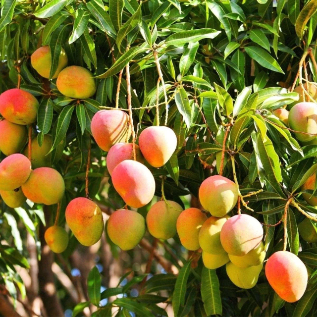 Alphonso-Mangos - Devgad | Secret World Trip Planner