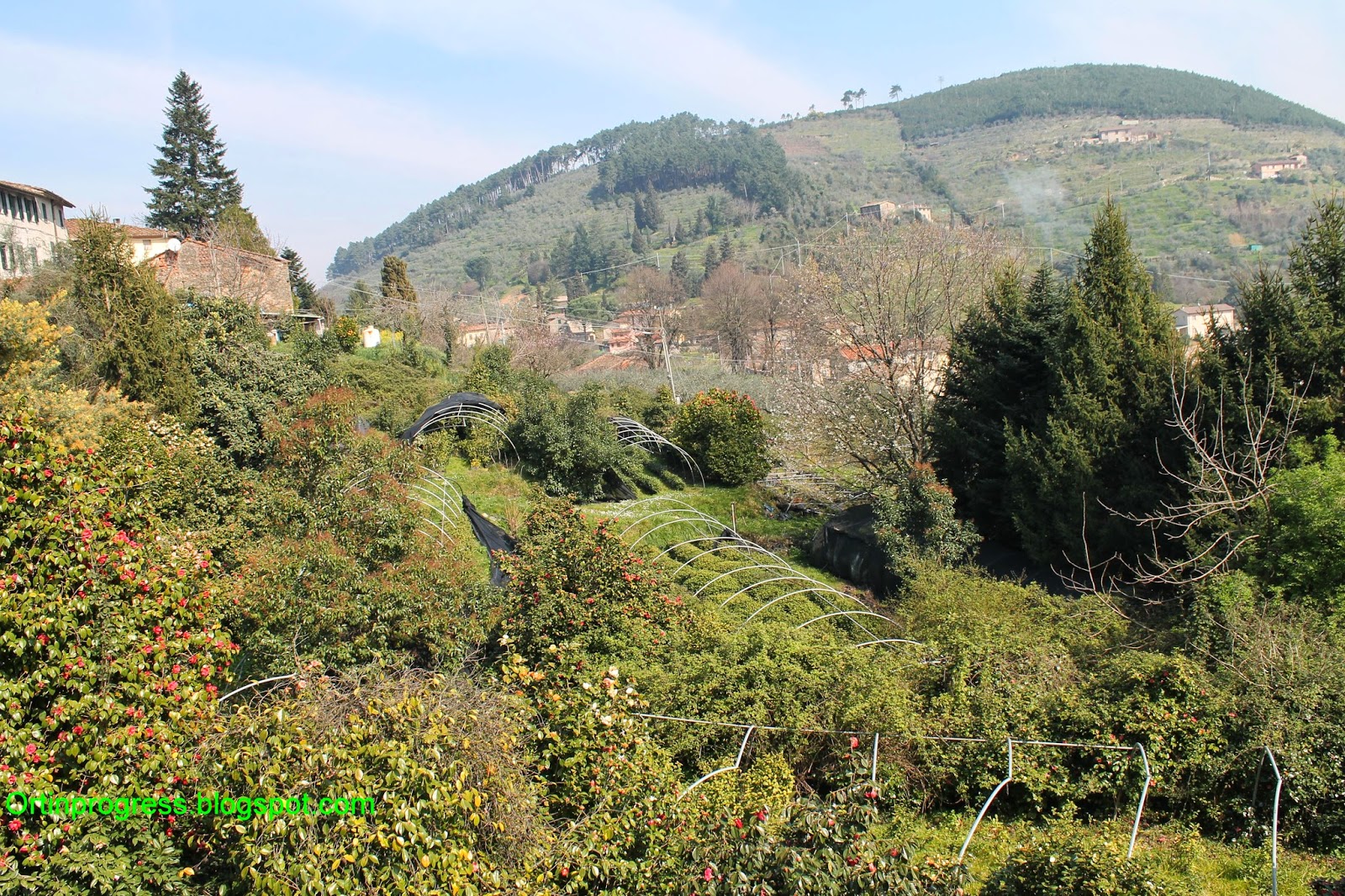 ટી અને સુંદર કેમેલીયાઝ વચ્ચે એન્ટિકા ચીસા બોર્રીની - Capannori | Secret World Trip Planner
