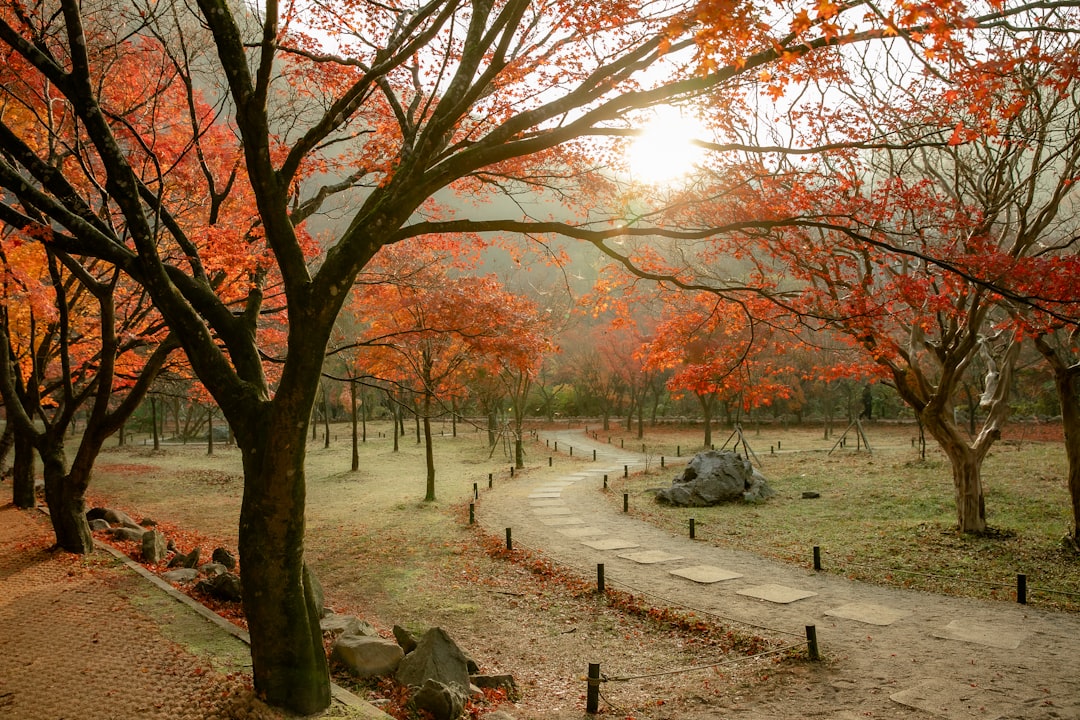 Seoul: Samneung-Park - Gangnam-gu | Secret World Trip Planner