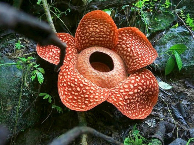 Rafflesia, die größte Blume der Welt - Distretto di Phanom | Secret World Trip Planner
