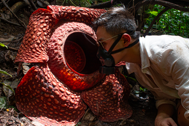 Rafflesia, die größte Blume der Welt - Distretto di Phanom | Secret World Trip Planner
