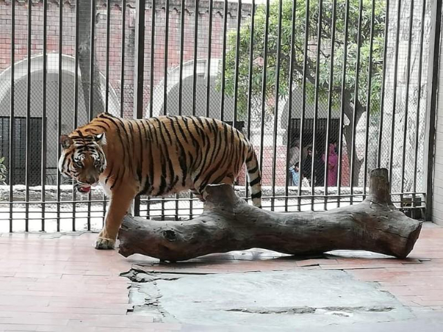 Zoo di Lahore — Lahore