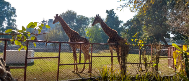 Zoo di Lahore - Lahore | Secret World Trip Planner
