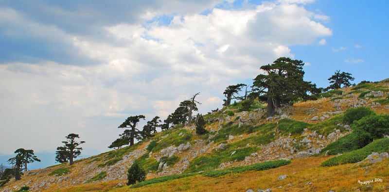 Kopshti i Zotave dhe Pisha Loricato - 85030 | Secret World Trip Planner