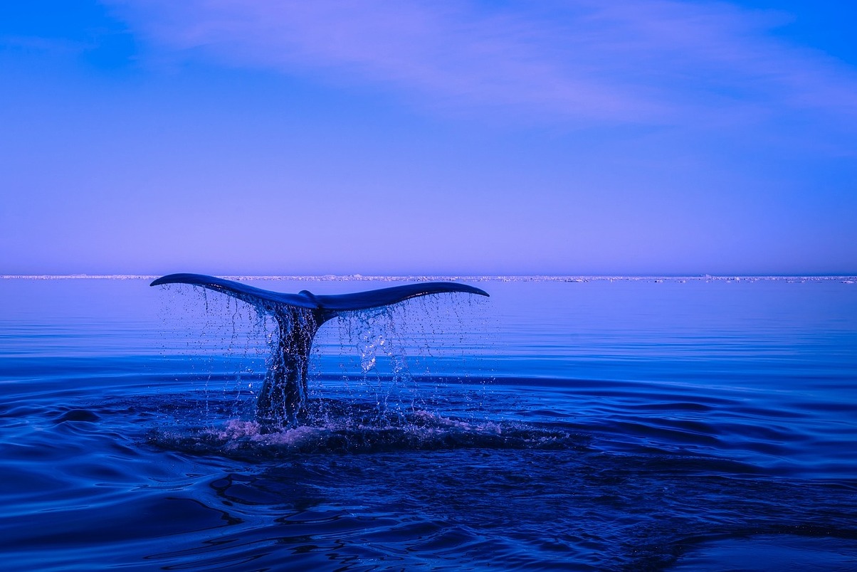 Husavik. One of the best locations for whale watching - Húsavík | Secret World Trip Planner