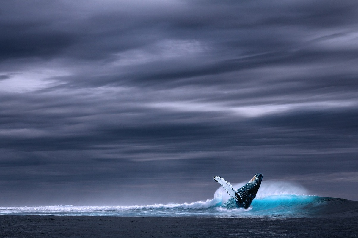Husavik. One of the best locations for whale watching - Húsavík | Secret World Trip Planner