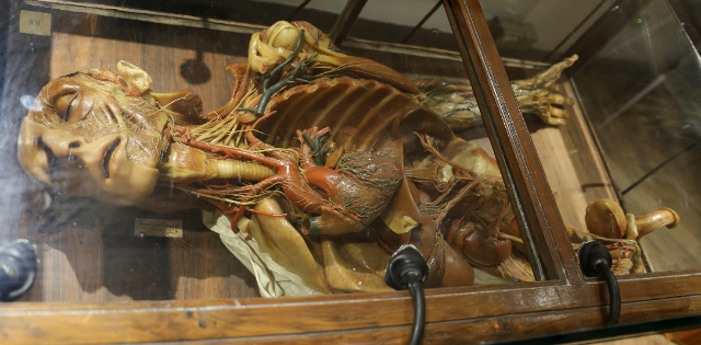 Anatomical Wax Museum — Cagliari