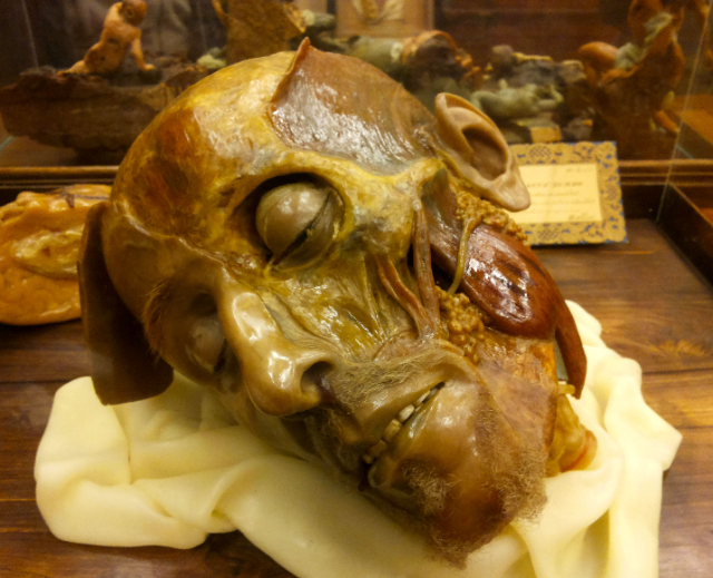 Anatomical Wax Museum - Cagliari | Secret World Trip Planner