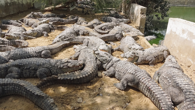 Mangho Pir, house of crocodiles — Karachi