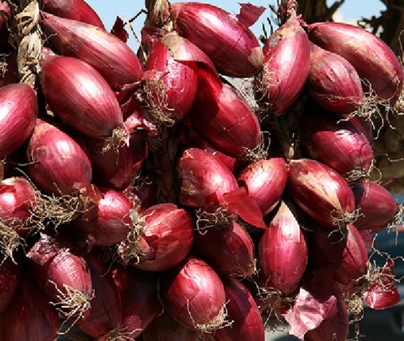 Tropea red onions — Tropea