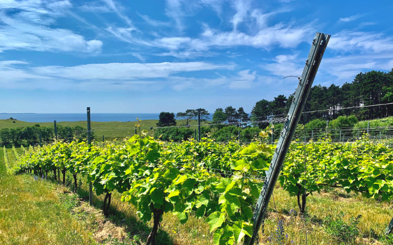 Røsnæs e il vino della Danimarca — Kalundborg