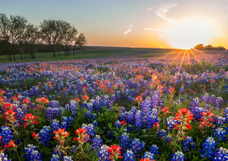 Sentieri Ennis Bluebonnet - Ennis | Secret World Trip Planner