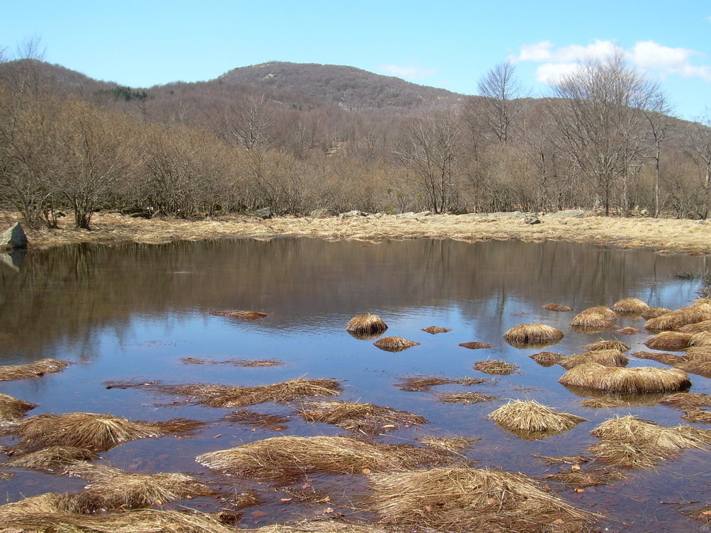 Small pond in a clearing of mesophilic woodland, probably of tectonic origin. - Piampaludo | Secret World Trip Planner