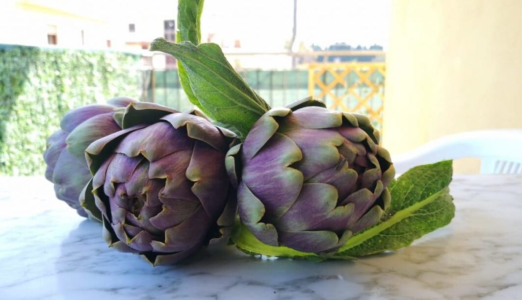 Castellammare violet utawa Schito artichoke - Castellammare di Stabia | Secret World Trip Planner