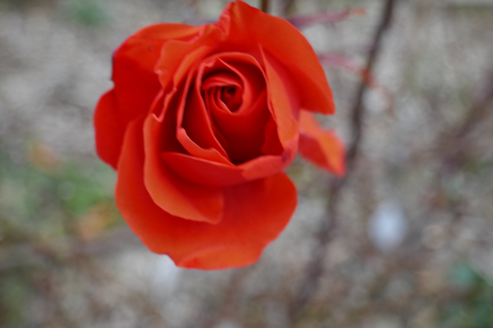 The beautiful roses of San Giovanni Park - Trieste | Secret World Trip Planner