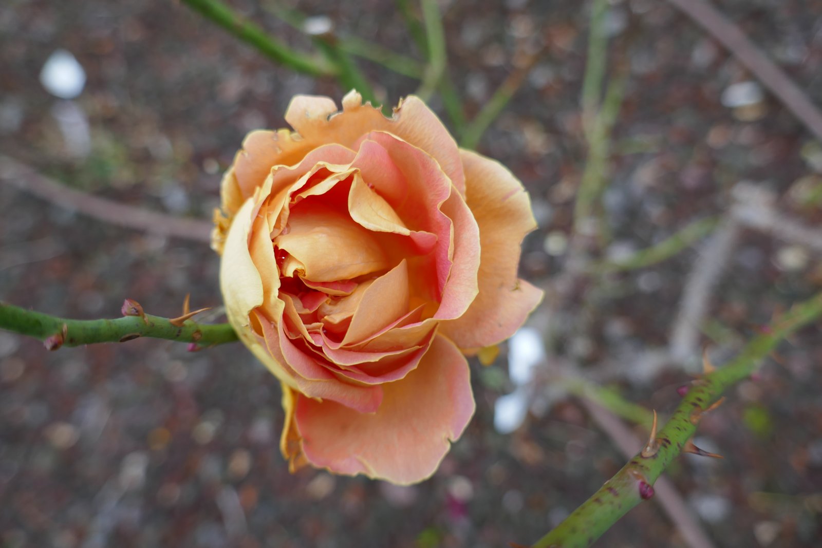 The beautiful roses of San Giovanni Park - Trieste | Secret World Trip Planner