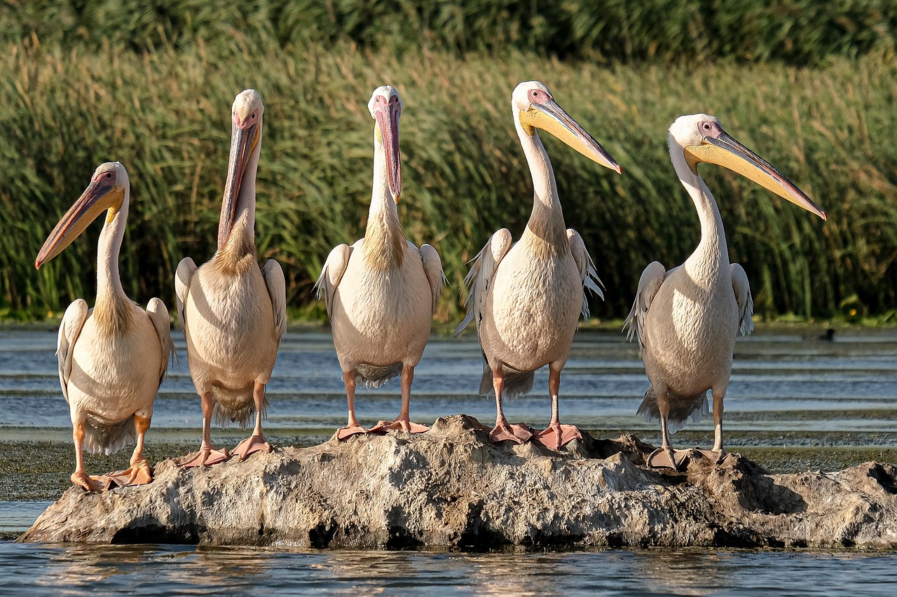 Menorca’s S’Albufera Nature Reserve - 07701 | Secret World Trip Planner