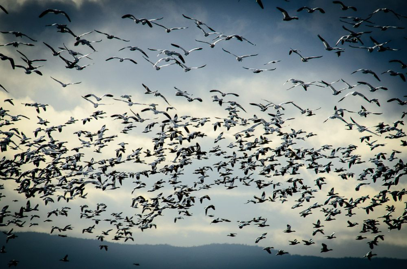 Vogelschutzgebiet Reifel — Delta
