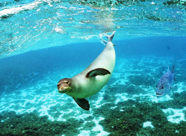 Nationaler Meerespark von Alonnisos und Nördliche Sporaden - Alonnisos | Secret World Trip Planner