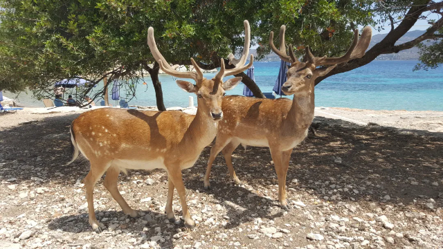 Moni Islet: Ein Stückchen unberührtes Paradies nur eine Bootsfahrt entfernt - Moni Eginas | Secret World Trip Planner