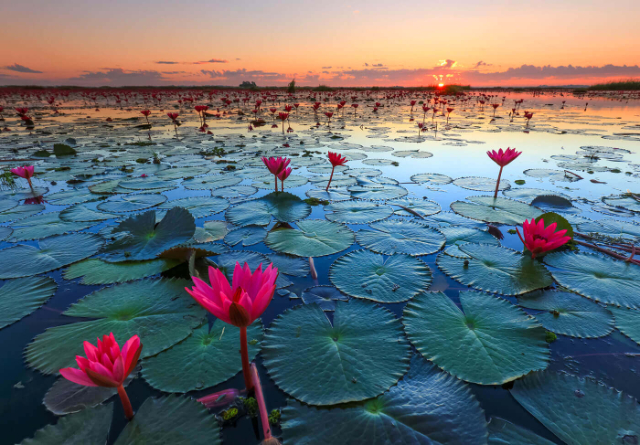 Red Lotus Lake - ตำบล แชแล | Secret World Trip Planner