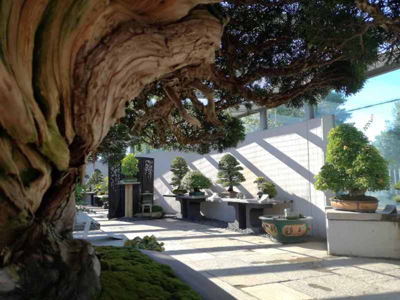 Crespi Bonsai Museum — Crespi Bonsai