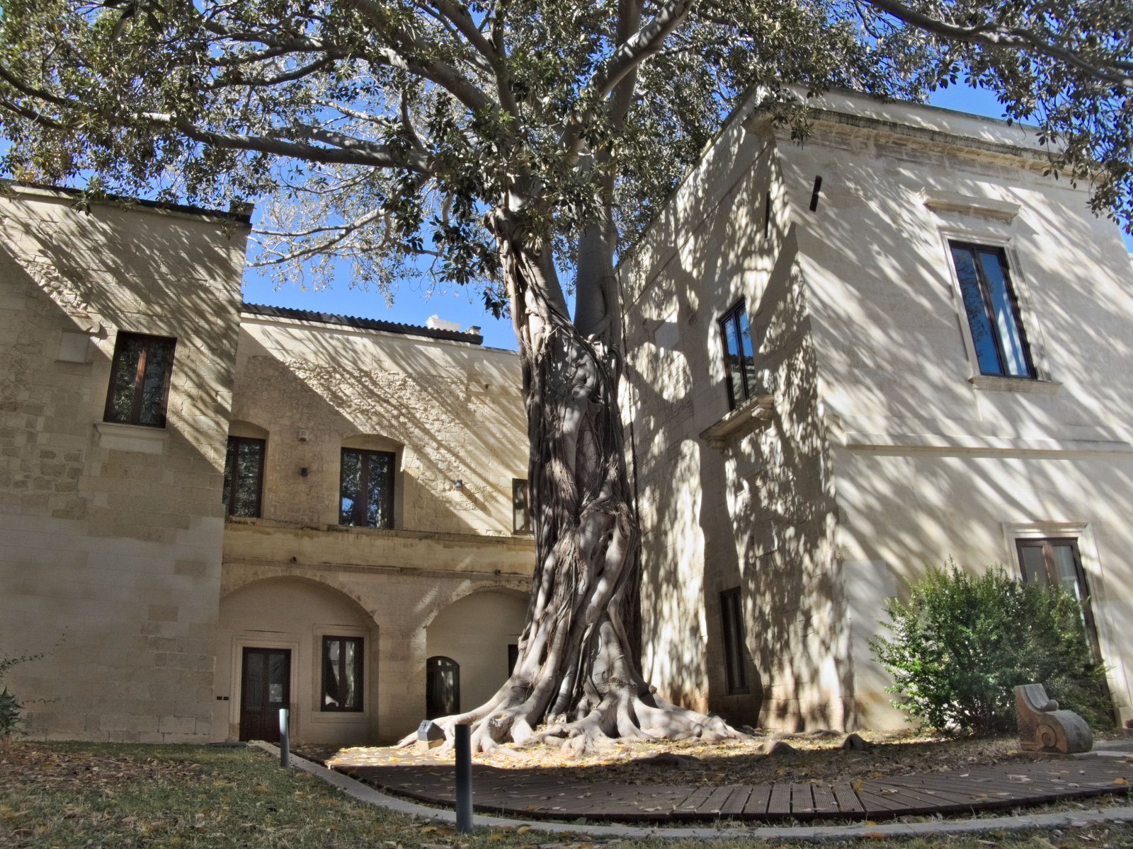 Lecce and the giant ficus - Lecce | Secret World Trip Planner
