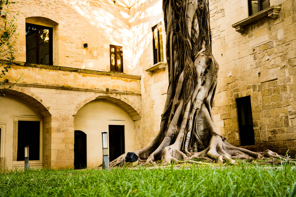 Lecce and the giant ficus - Lecce | Secret World Trip Planner