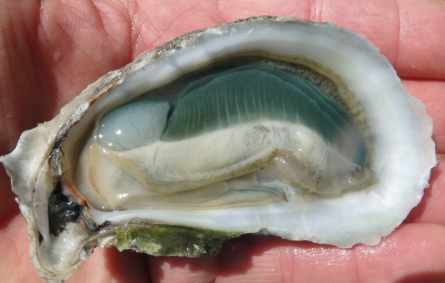 Grüne Kiemenaustern - Carolina Beach | Secret World Trip Planner