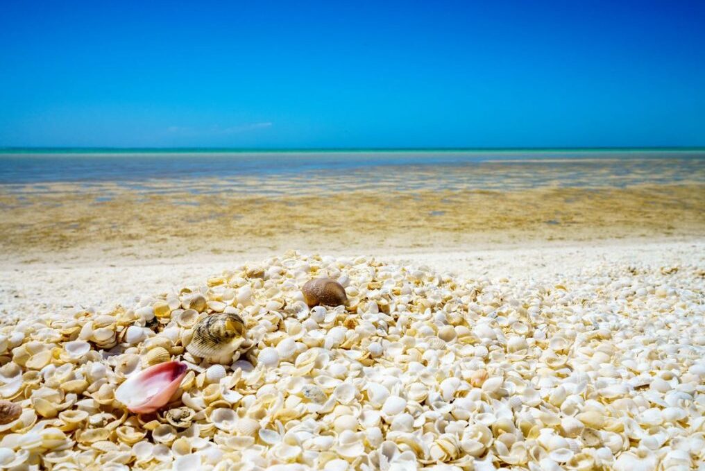 It is one of the few beaches in the world to be formed only of shells ...