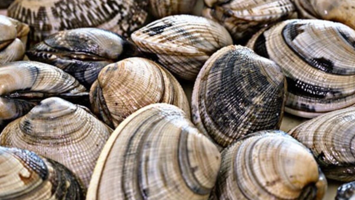 Clams of Goro - Goro | Secret World Trip Planner