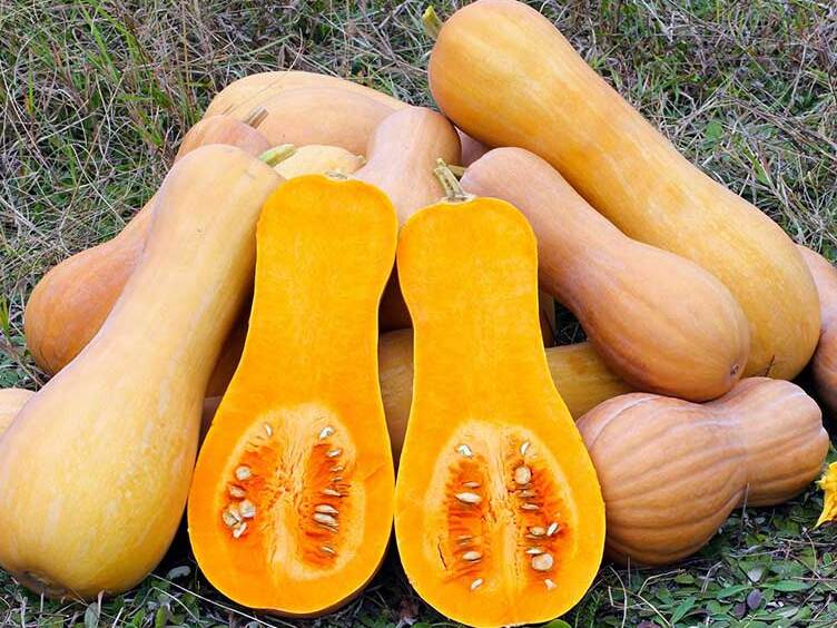 Ferrara and its famous Pumpkin Violin - Pontelangorino | Secret World Trip Planner