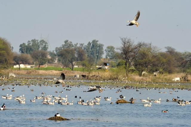 Sultanpur Bird Sanctuary — Gurugram