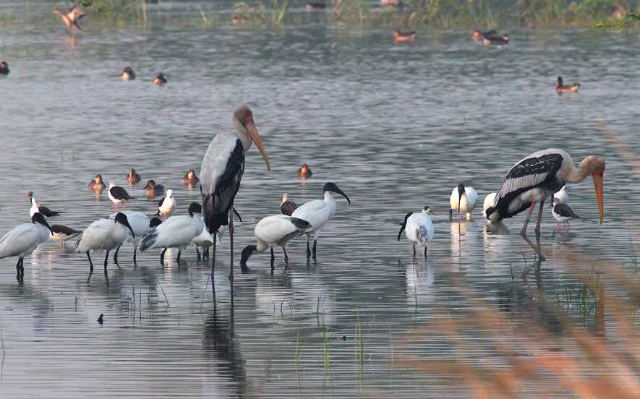 Sultanpur Bird Sanctuary - Gurugram | Secret World Trip Planner